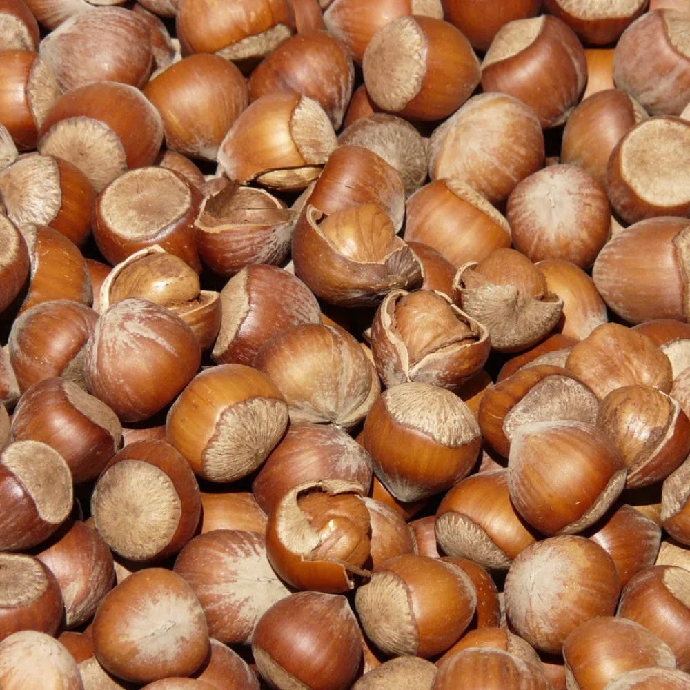 Davinci Hazelnut 750ml