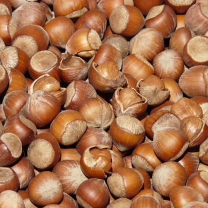 Davinci Hazelnut 750ml