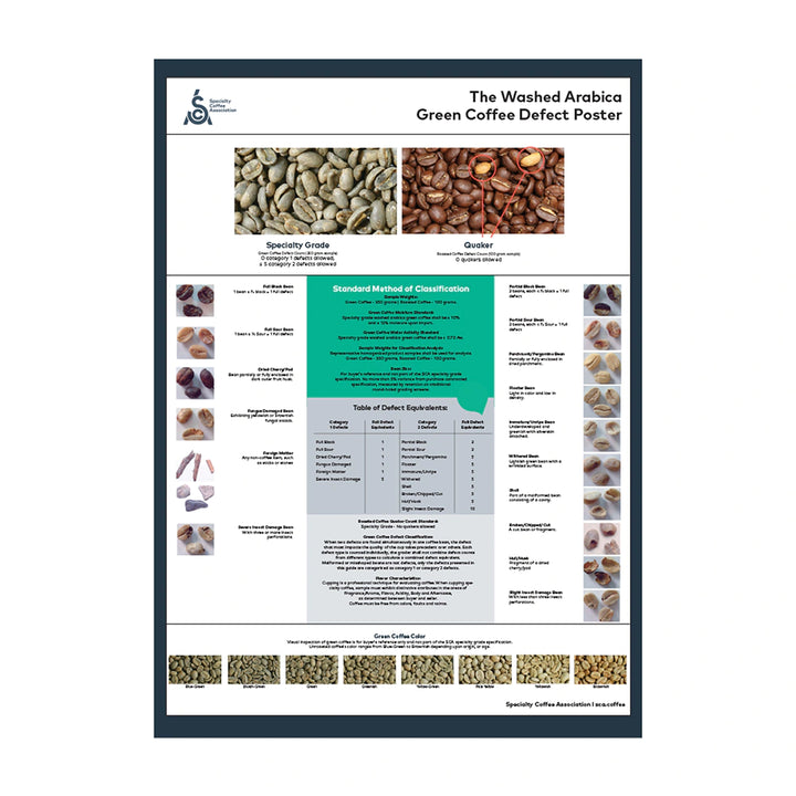 SCA Green Arabica Coffee Classification System Poster