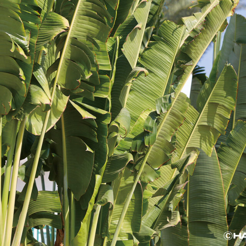 Hario Coffee Paper Filter Meteor-50pcs